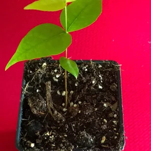 Surinam Cherry Eugenia Uniflora Live Plant - Red Pitanga Tree, 3-6