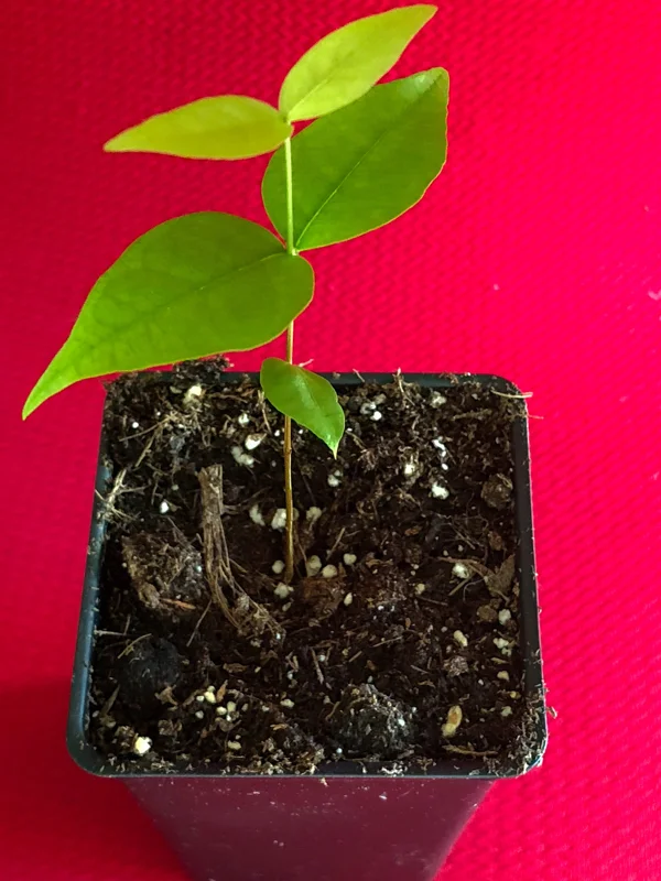 Surinam Cherry Eugenia Uniflora Live Plant - Red Pitanga Tree, 3-6" Tall, 2.5" Pot - Image 5