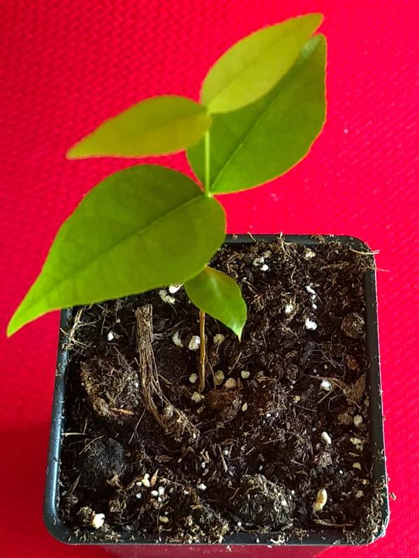 Surinam Cherry Eugenia Uniflora Live Plant - Red Pitanga Tree, 3-6" Tall, 2.5" Pot - Image 6