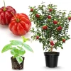 Surinam Cherry Tree Live Plant - 4-8" Tall - Fast-Growing, Fruit Bearing - Image 1