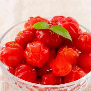 Surinam Cherry Tree Live Plant 4-8