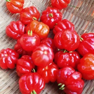 Surinam Cherry Tree Live Plant 4-8