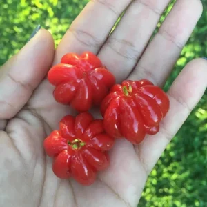 Surinam Cherry Tree Live Plant 4-8