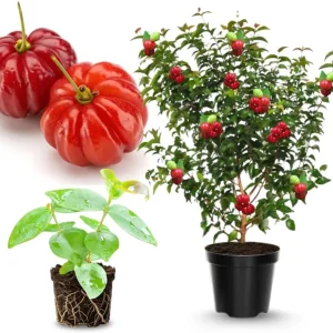 Surinam Cherry Tree Live Plant 4-8