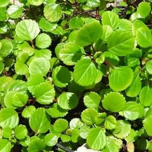 Swedish Ivy Live Plant, Plectranthus Trailing Indoor Outdoor, 4