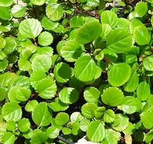 Swedish Ivy Live Plant, Plectranthus Trailing Indoor Outdoor, 4