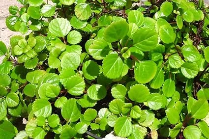 Swedish Ivy Live Plant, Plectranthus Trailing Indoor Outdoor, 4" Pot - Image 1