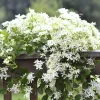 Sweet Autumn Clematis Live Plants - 3-Pack 4" Pots, Fragrant White Flowers, Fast Growing Vine, Outdoor - Image 1