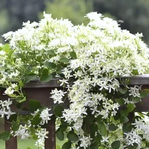 Sweet Autumn Clematis Live Plants – 3 Well-Rooted in 4
