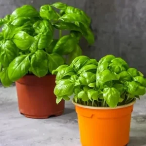 Sweet Basil Live Plant - 2-Pack, 4-6 Inch Tall, Fragrant Herb, Outdoor - Image 2