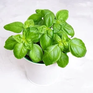 Sweet Basil Live Plant - 2 Pack, 4 Inch Pot Potted Herb for Indoor & Outdoor - Image 5