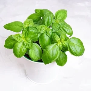 Sweet Basil Live Plant - 2 Pack, 4 Inch Pot Potted Herb for Indoor & Outdoor - Image 1