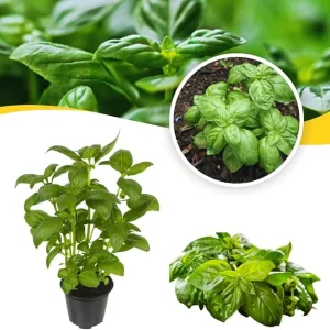 Sweet Basil Live Plant Set, 3 Plants in 4 Inch Pots, Herb Garden - Image 6