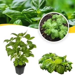 Sweet Basil Live Plant Set, 3 Plants in 4 Inch Pots, Herb Garden - Image 7