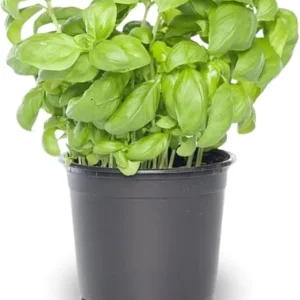 Sweet Basil Live Plants - 4 Pack, 4-6 Inch Tall, Pot - Herb Garden - Image 4