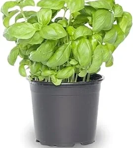 Sweet Basil Live Plants - 4 Pack, 4-6 Inch Tall, Pot - Herb Garden - Image 5