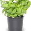 Sweet Basil Live Plants - 4 Pack, 4-6 Inch Tall, Pot - Herb Garden - Image 1