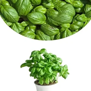 Sweet Basil Live Plants, Set of 3, 3-5 Inches, Ready to Grow Indoor/Outdoor Herb - Image 1
