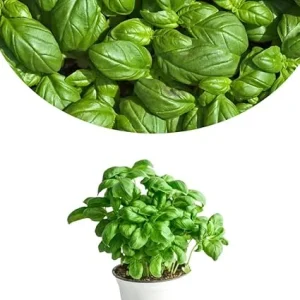 Sweet Basil Live Plants, Set of 3, 3-5 Inches, Ready to Grow Indoor/Outdoor Herb - Image 4