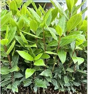 Sweet Bay Leaf Live Plant 8-10 Inch - Laurus Nobilis Tree for Home Garden - Image 2