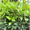 Sweet Bay Leaf Live Plant 8-10 Inch - Laurus Nobilis Tree for Home Garden - Image 1