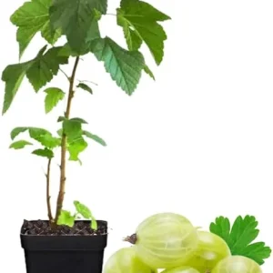 Sweet Gooseberry Live Plant 5-9 Inch Tall - Fruit Bush for Planting Outdoor - Image 7