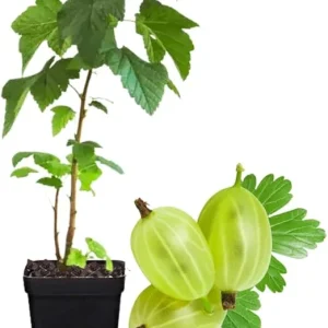 Sweet Gooseberry Live Plant – 5 to 9 Inch Tall Gooseberry Bush for Outdoor - Image 2