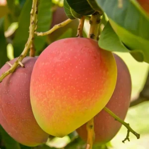 Sweet Mango Tree Live Plant - 10-14