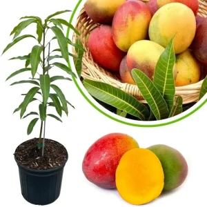 Sweet Mango Tree Live Plant, 3 Gallon Pot, Tropical Fruit Tree, Outdoor USDA Zones 9-11 - Image 11