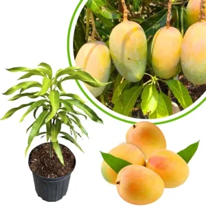 Sweet Mango Tree Live Plant, 3 Gallon Pot, Tropical Fruit Tree, Outdoor USDA Zones 9-11 - Image 2