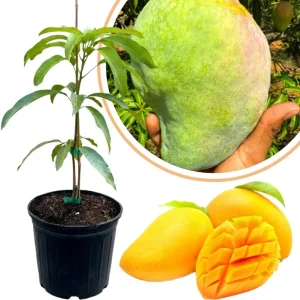 Sweet Mango Tree Live Plant, 3 Gallon Pot, Tropical Fruit Tree, Outdoor USDA Zones 9-11 - Image 5