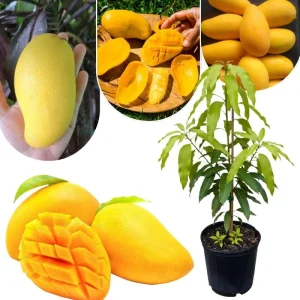 Sweet Mango Tree Live Plant, 3 Gallon Pot, Tropical Fruit Tree, Outdoor USDA Zones 9-11 - Image 7