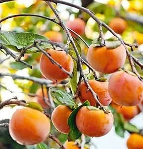 Sweet Persimmon Tree Live Plant 6-12 Inches - Hardy Fruit Tree for Planting - Image 4
