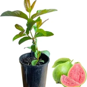 Sweet Pink Guava Tree Live Plant - 7 Months Old Seedling, 5-10 Inches Tall in 4 Inch Pot - Image 5