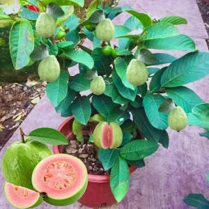 Sweet Pink Guava Tree Live Plant – Tropical Fruit, 5-9