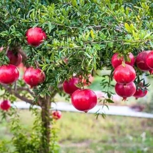 Sweet Pomegranate Live Plant – 5 to 8 Inch Tall Fruit Tree – Outdoor - Image 3