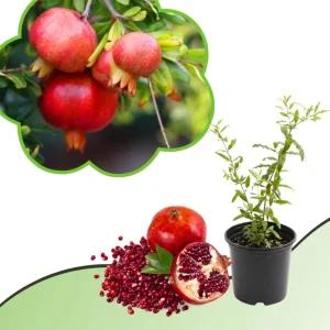 Sweet Pomegranate Live Plant - Fruit Tree for Indoor Growing - 4-7 Inches Tall - Image 3