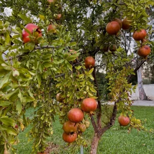 Sweet Pomegranate Live Plant - Fruit Tree for Indoor Growing - 4-7 Inches Tall - Image 6