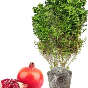 Sweet Pomegranate Tree Live Plant – 10-12