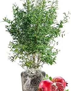 Sweet Pomegranate Tree Live Plant - Red Wonderful Variety, 8-10 Inch Tall, Zone 8-11 - Image 3
