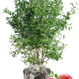 Sweet Pomegranate Tree Live Plant - Red Wonderful Variety, 8-10 Inch Tall, Zone 8-11 - Image 4