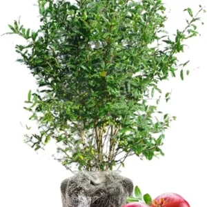 Sweet Pomegranate Tree Live Plant - Red Wonderful Variety, 8-10 Inch Tall, Zone 8-11 - Image 7