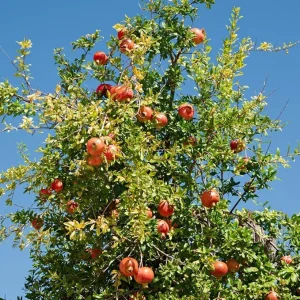 Sweet Pomegranate Tree Live Plant, Wonderful Pomegranate, 10-12 Inch Tall, Zones 8-11 - Image 2