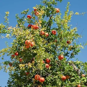 Sweet Pomegranate Tree Live Plant, Wonderful Pomegranate, 10-12 Inch Tall, Zones 8-11 - Image 3