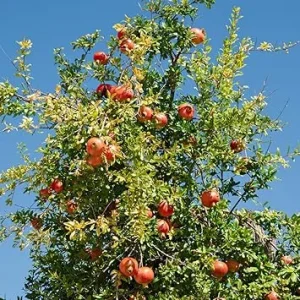 Sweet Pomegranate Tree Live Plant, Wonderful Pomegranate, 10-12 Inch Tall, Zones 8-11 - Image 6