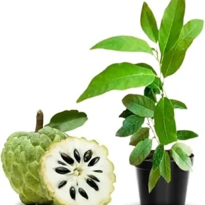 Sweet Sugar Apple Live Plant - Annona Squamosa Fruit Tree, 7-12 Inch Tall, Potted - Image 7