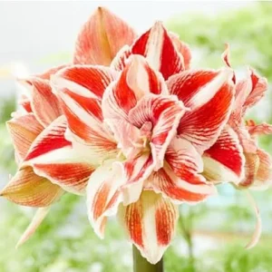 Sweet White Red Waxed Amaryllis Plant Bulb - Holiday Decorations Blooms, Zone 9-11 or Indoors - Image 5