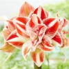 Sweet White Red Waxed Amaryllis Plant Bulb - Holiday Decorations Blooms, Zone 9-11 or Indoors - Image 1
