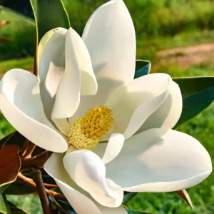 Sweetbay Magnolia Live Plant 8-14 Inch Tall - Fragrant Bush - Image 1