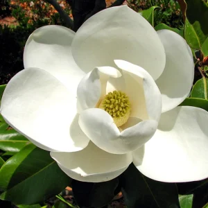 Sweetbay Magnolia Live Plant 8-14 Inch Tall - Fragrant Bush - Image 2
